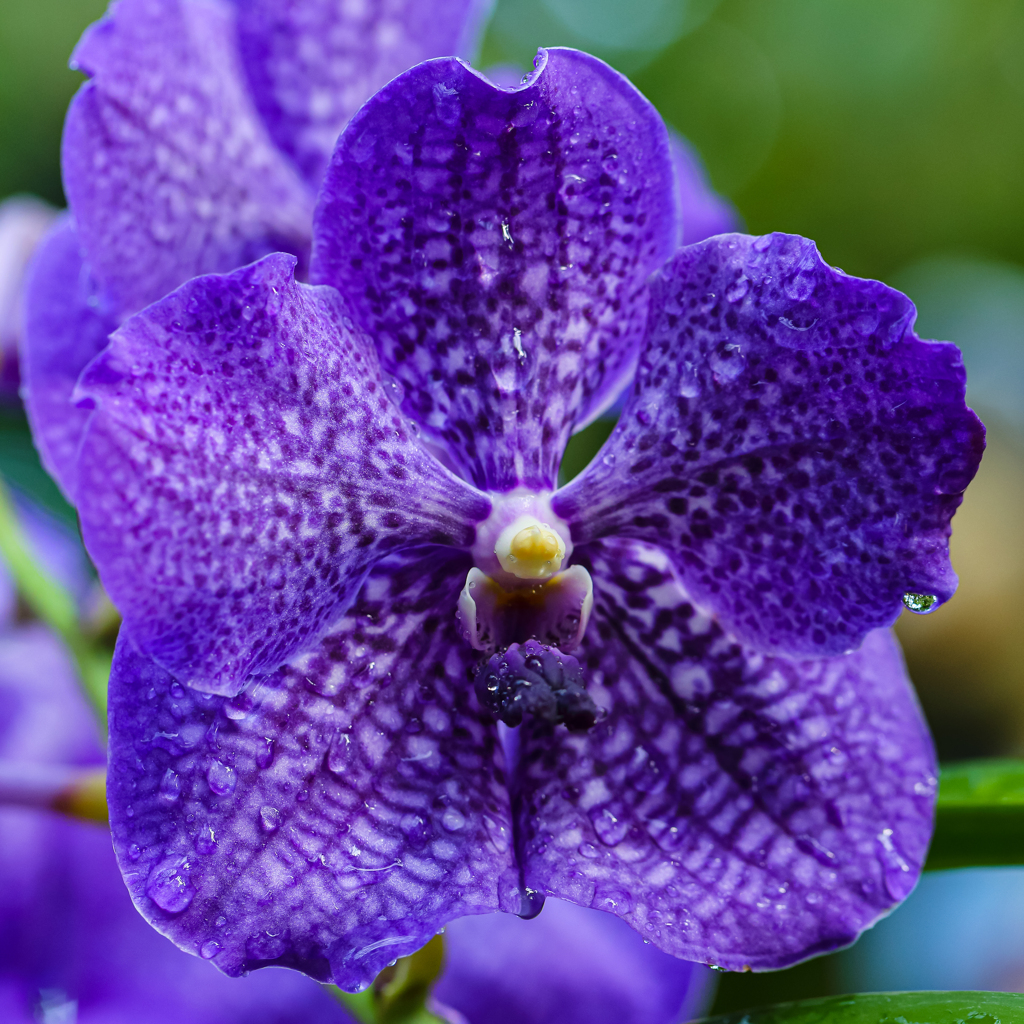 紫の花