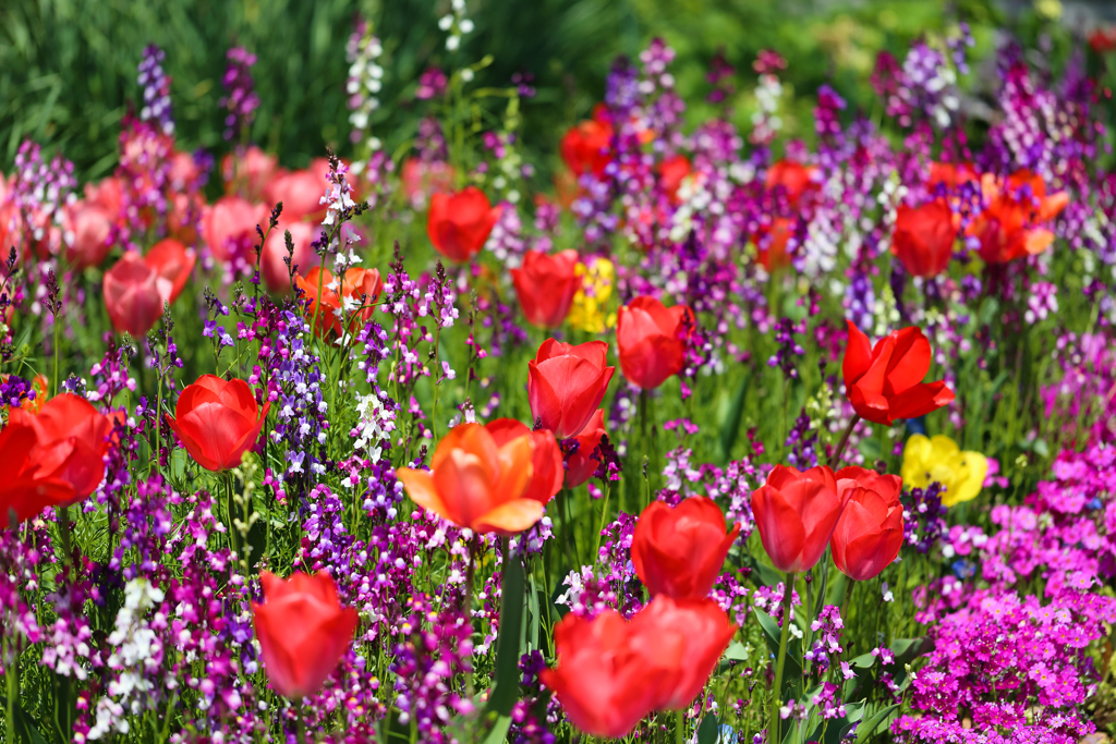 魅惑の花園 ①
