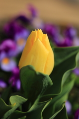Pure Yellow