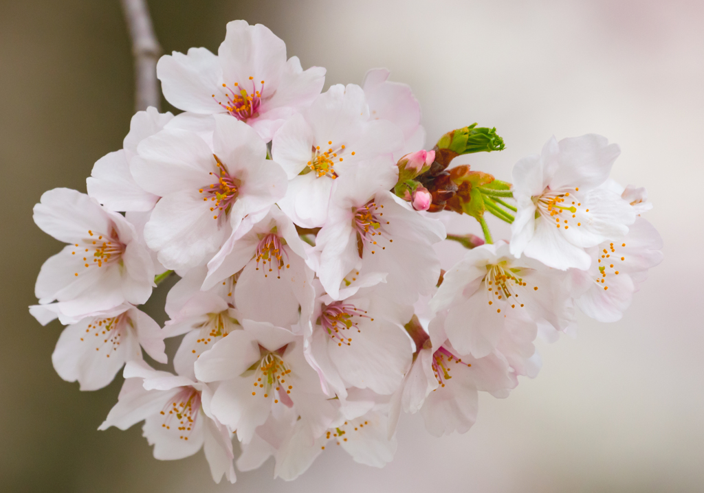 桜 今 咲き誇る