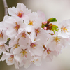 桜 今 咲き誇る
