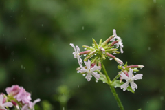 雨の降る日を待って さらば涙と言おう