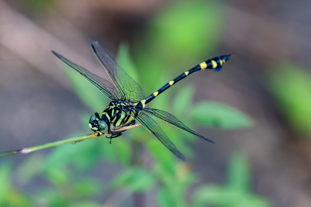 タイワンウチワヤンマ