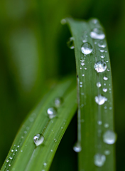 Raindrops