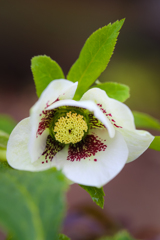 Christmas Rose ①
