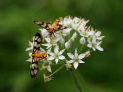 キレイな花には虫がつく