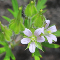 石垣にもこんな花が…