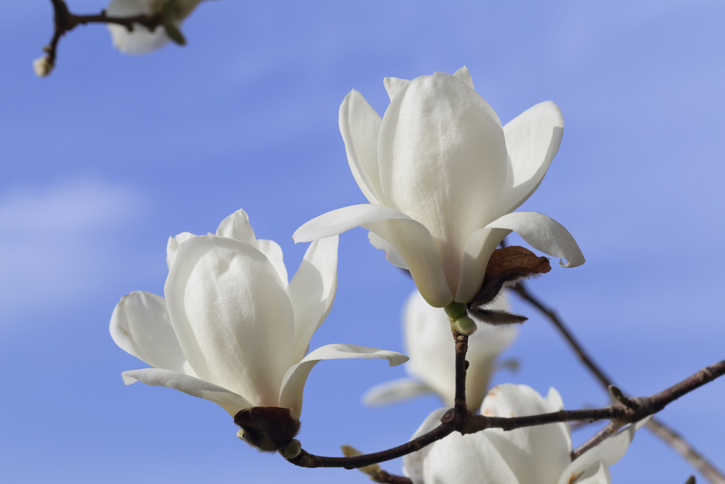 Pure White