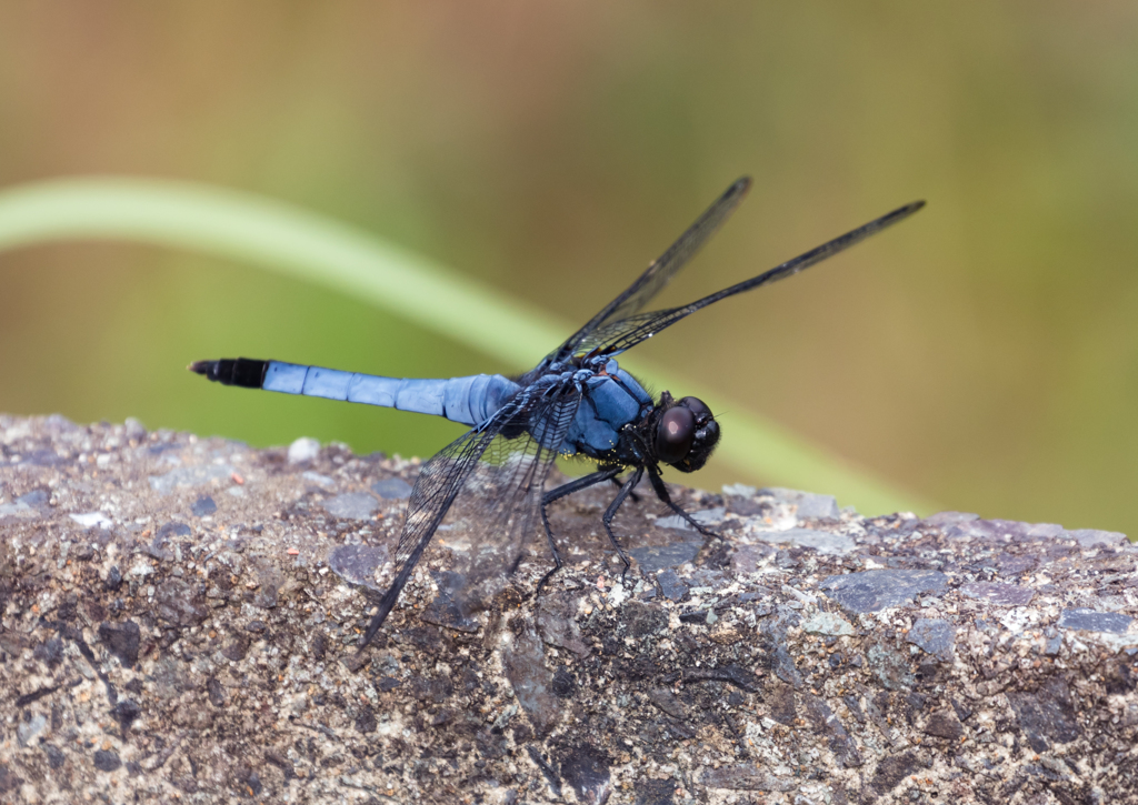 オオシオカラトンボ♂