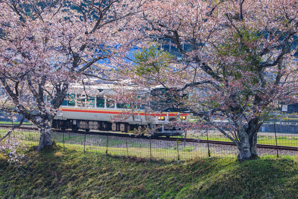 桜並木の中を