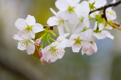 職場の山桜