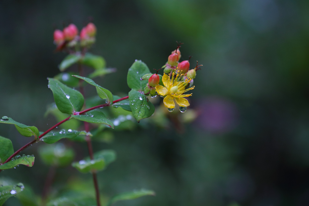 雨中のヒペリカム