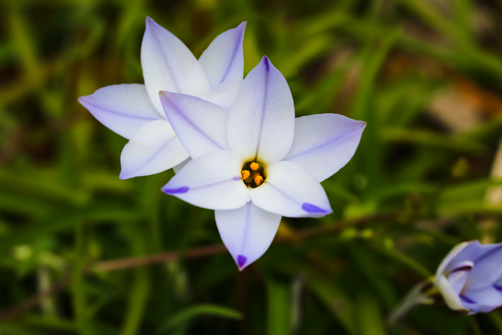 星に願いを