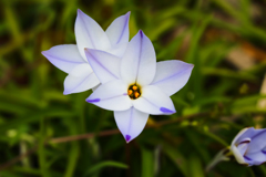 星に願いを