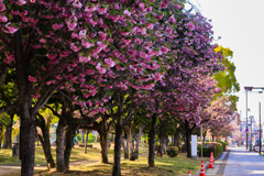 八重桜並木