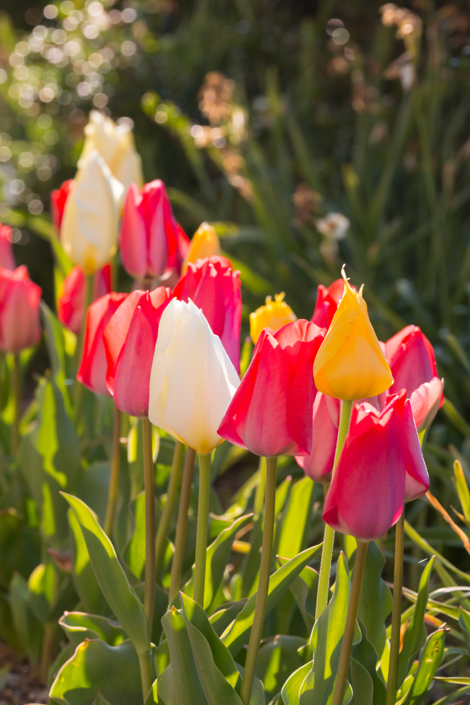 どの花見ても…