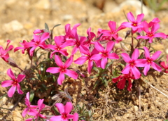 芝桜
