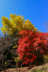 まるで信号 青・黄・赤