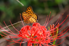 蝶をサポート 花のリレー