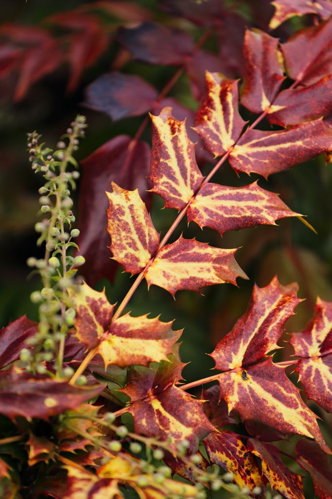 柊の紅葉