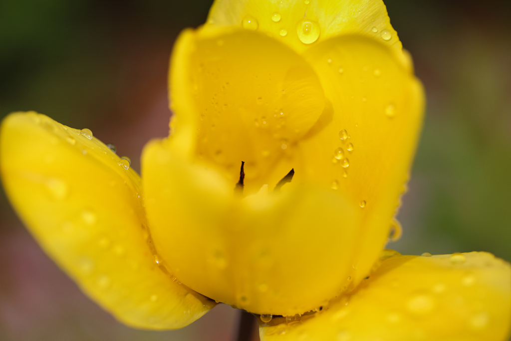 フレッシュ フレッシュ フレ～ッシュ