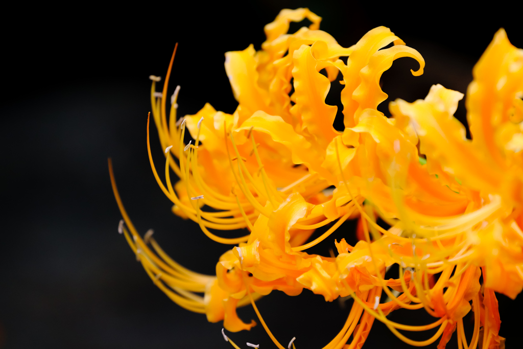 この色の彼岸花もいいやろ～（Yellow）