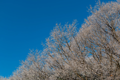 雪のち快晴