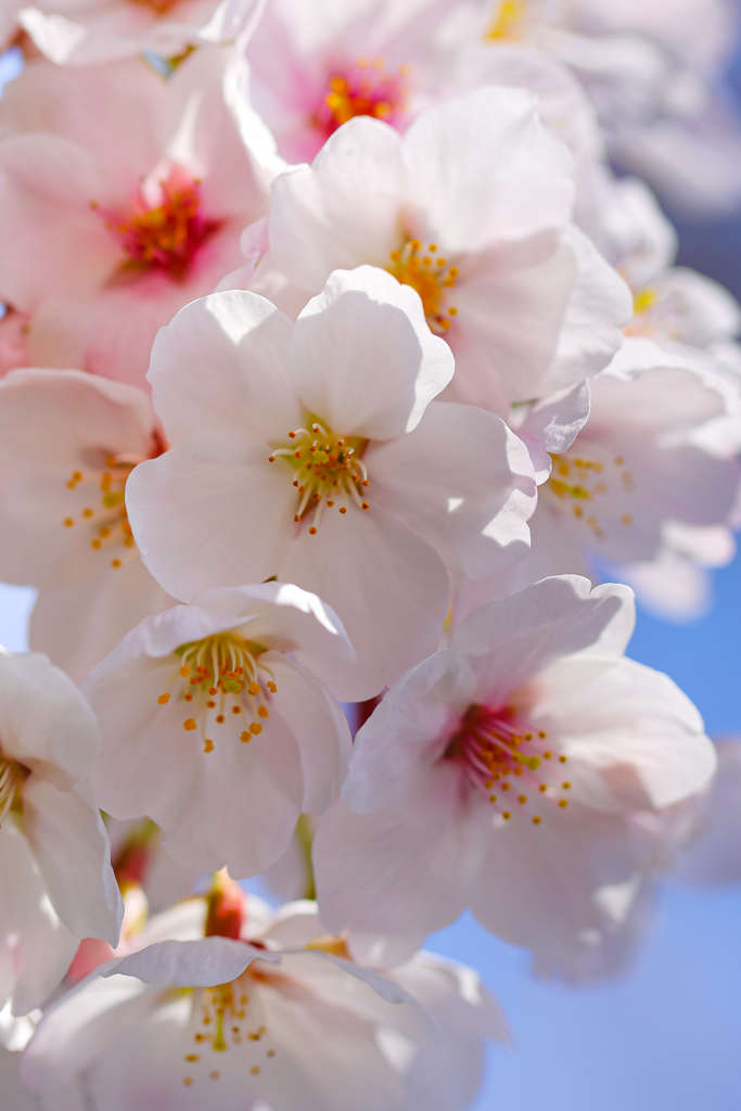 cherry blossoms