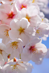 cherry blossoms