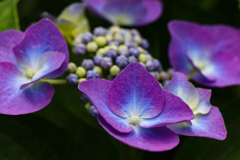 高原の紫陽花 ②