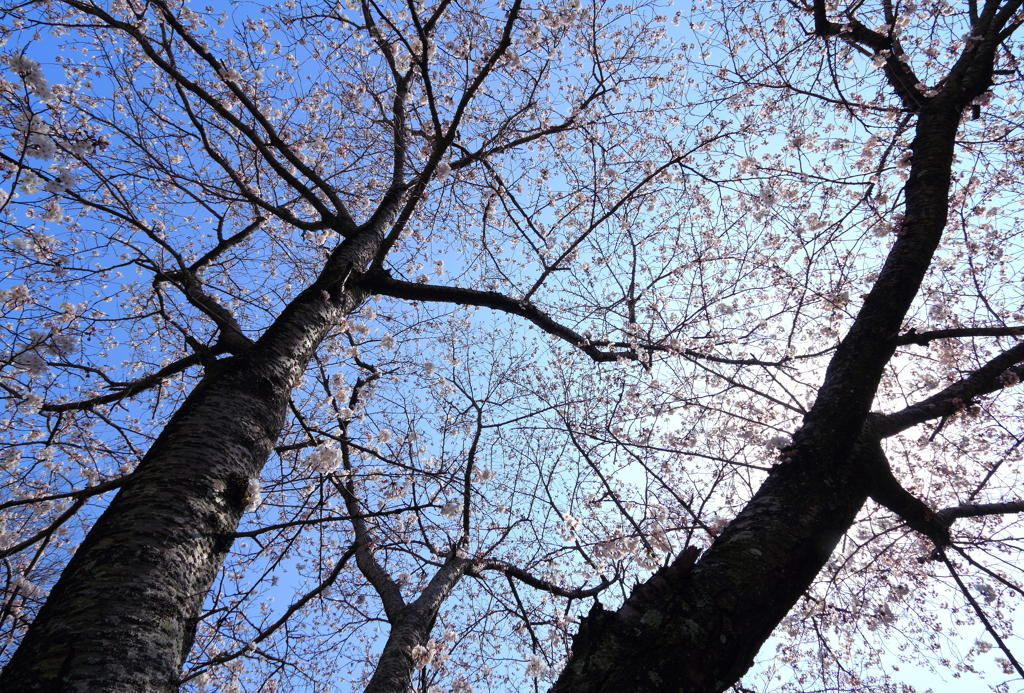 大きな桜の木の下で♪