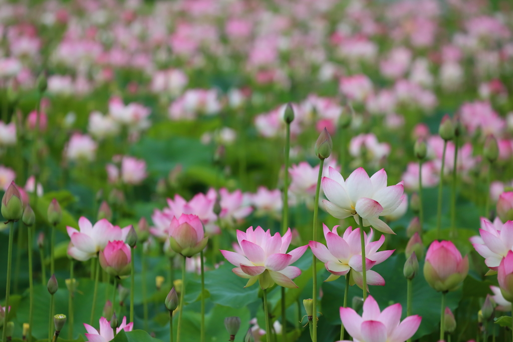 令和初 蓮撮り