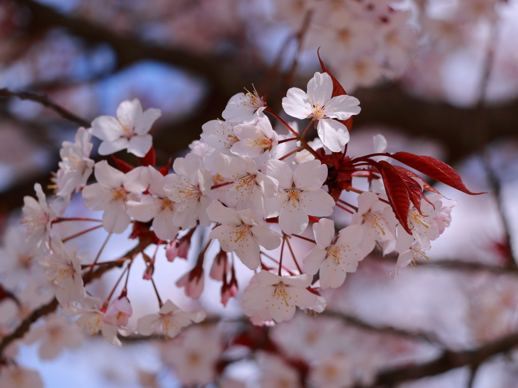 ほんの～り ほのり 桜色