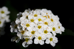 鈴懸の花