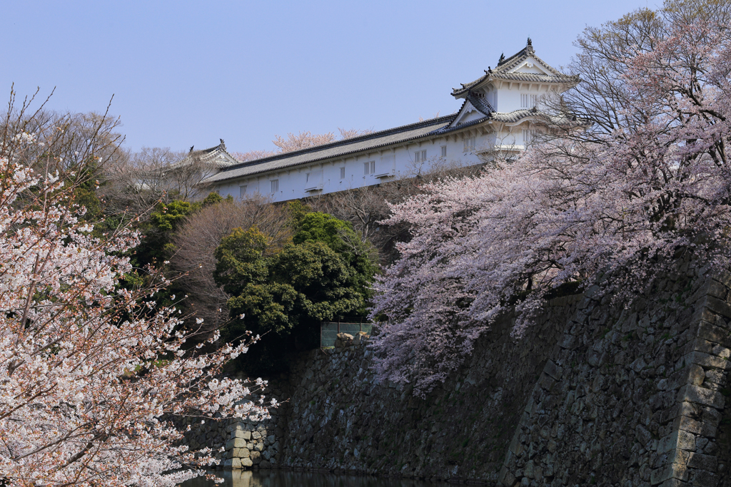 時は平成 春