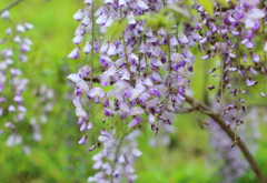 藤の花