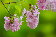 恋の芽生え