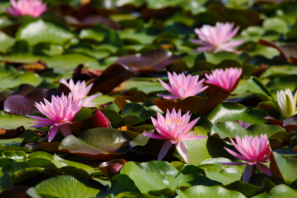 咲き始めました