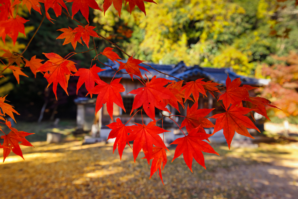 とある神社の境内にて ①