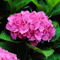 ピンクの紫陽花