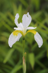 Dutch Iris