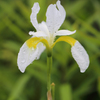 Dutch Iris