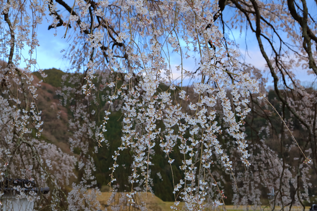 枝垂れ桜