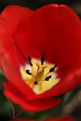 Tulip
