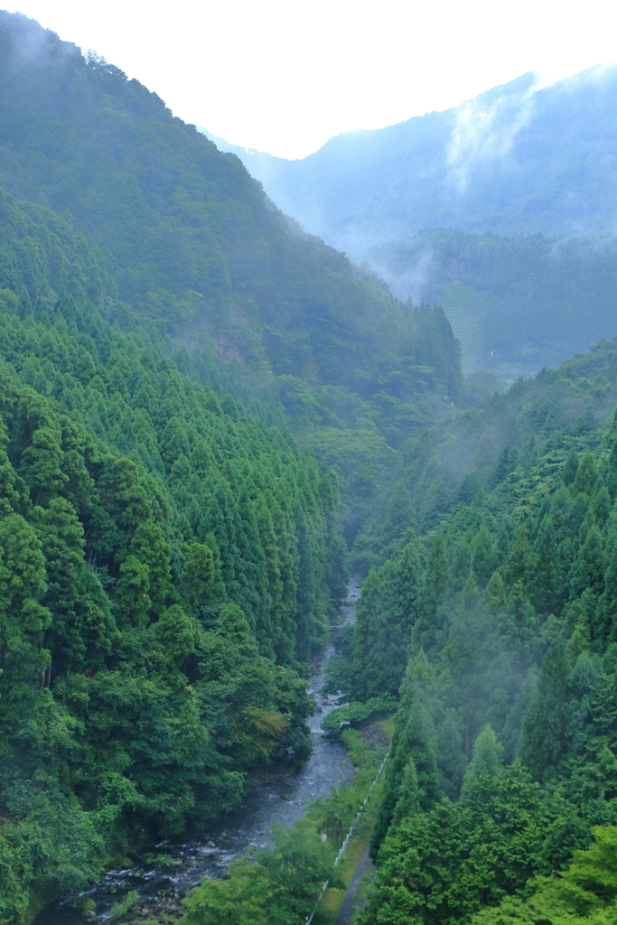森林浴 ②