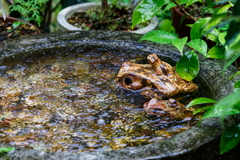 梅雨入りを喜ぶカエル