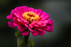 Zinnia