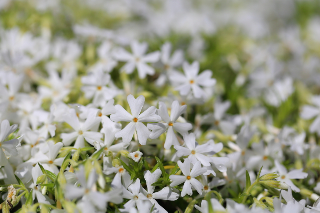 白い芝桜