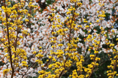 桜をバックに春黄金花