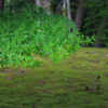 苔に染み入る蝉の声